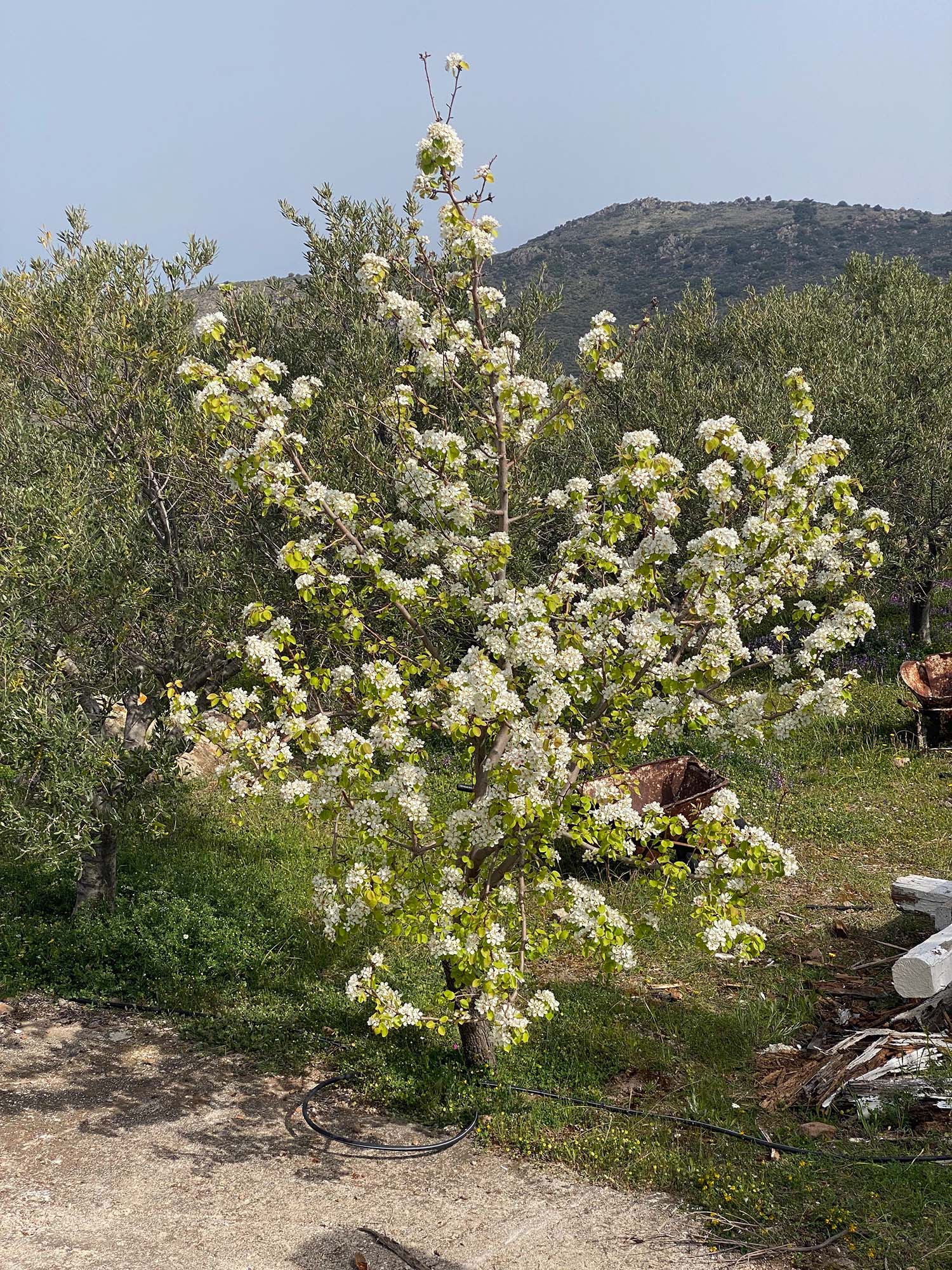 Inspiration for Aegina painting by artist Zac Zorbas